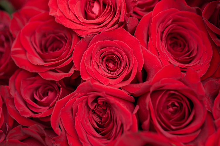 Garden Roses