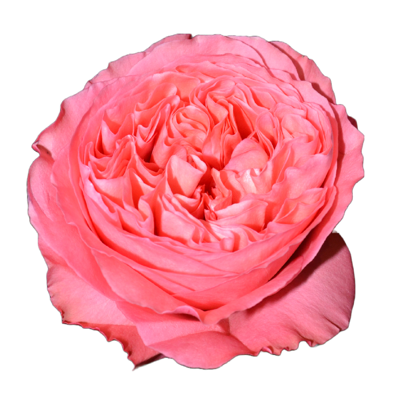 Garden Rose Arrangements with EasyVase (Box of 6)