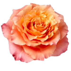 Garden Rose Arrangements with EasyVase (Box of 6)