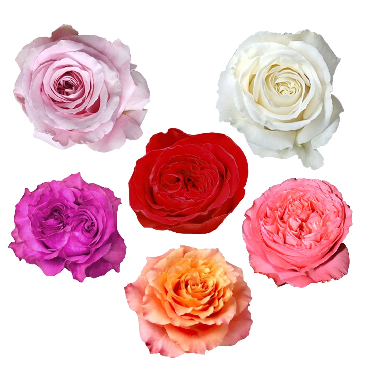 Garden Rose Arrangements with EasyVase (Box of 6)