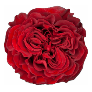 50 Fresh Roses: Warm Assortment
