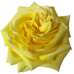Garden Rose Arrangements with EasyVase (Box of 6)
