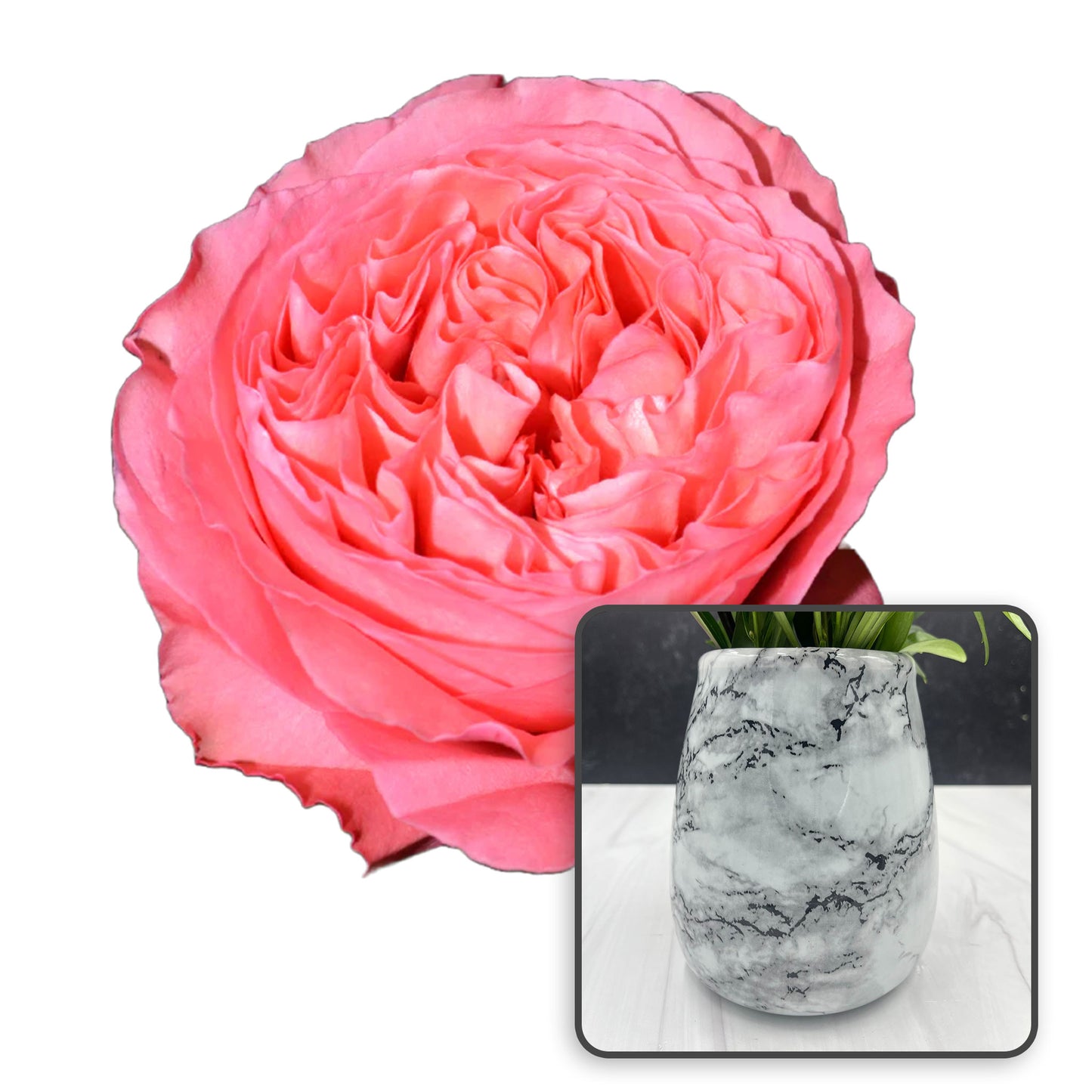 Garden Rose Arrangements with EasyVase (Box of 6)