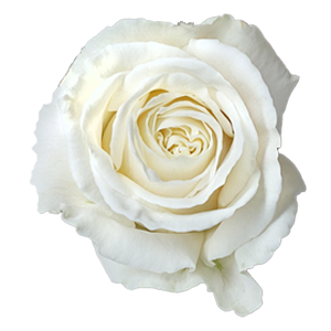 Garden Rose Arrangements with EasyVase (Box of 6)
