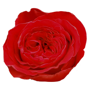 Garden Rose Arrangements with EasyVase (Box of 6)