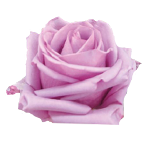 Garden Rose Arrangements with EasyVase (Box of 6)