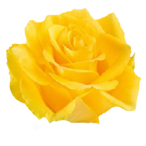 50 Fresh Roses: Warm Assortment