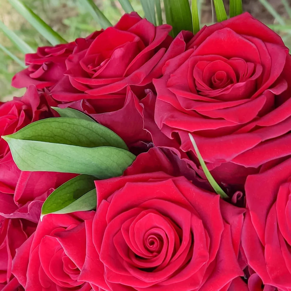 Red Roses Try 50 Red Roses: Perfect for Any Occassion – Mediatech Direct