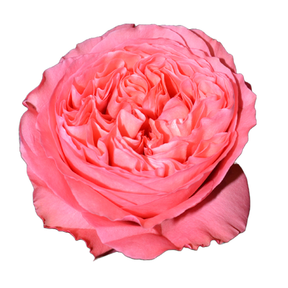 Garden Rose Arrangements with EasyVase (Box of 6)