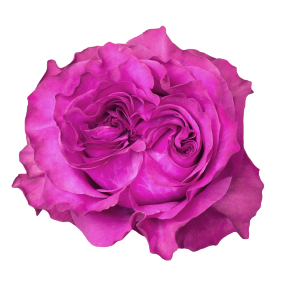 Garden Rose Arrangements with EasyVase (Box of 6)