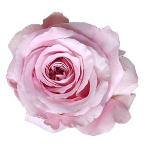 Garden Rose Arrangements with EasyVase (Box of 6)