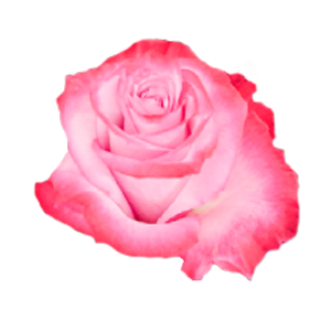 Deep Purple Fragrant Roses Deep Purple (Premium Roses) – Mediatech Direct